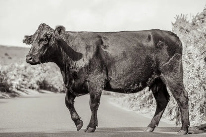Cow on the Road II by Deborah Revell. SKU 94283i. Archival Giclee Fine art print for wall decor.
