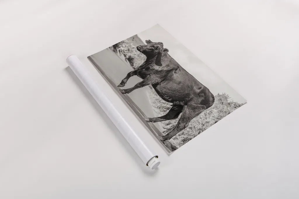 Cow on the Road II by Deborah Revell. shown as a rolled paper print. Available as archival giclee rolled canvas, fine art paper, or poster print. SKU 94283i.