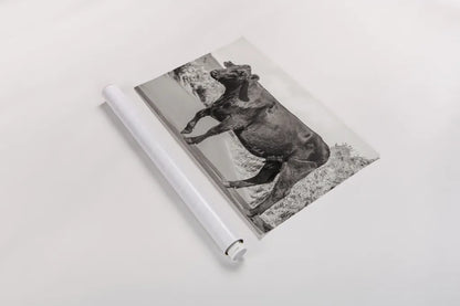 Cow on the Road II by Deborah Revell. shown as a rolled paper print. Available as archival giclee rolled canvas, fine art paper, or poster print. SKU 94283i.