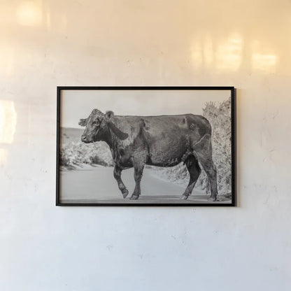 Cow on the Road II by Deborah Revell. shown as a paper print in a black flame. Available as a archival giclee rolled canvas, fine art paper, or poster print. SKU 94283i.