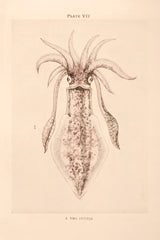 Cuttle Fish by Deborah Revell. SKU 95762h. Archival Giclee Fine art print for wall decor.