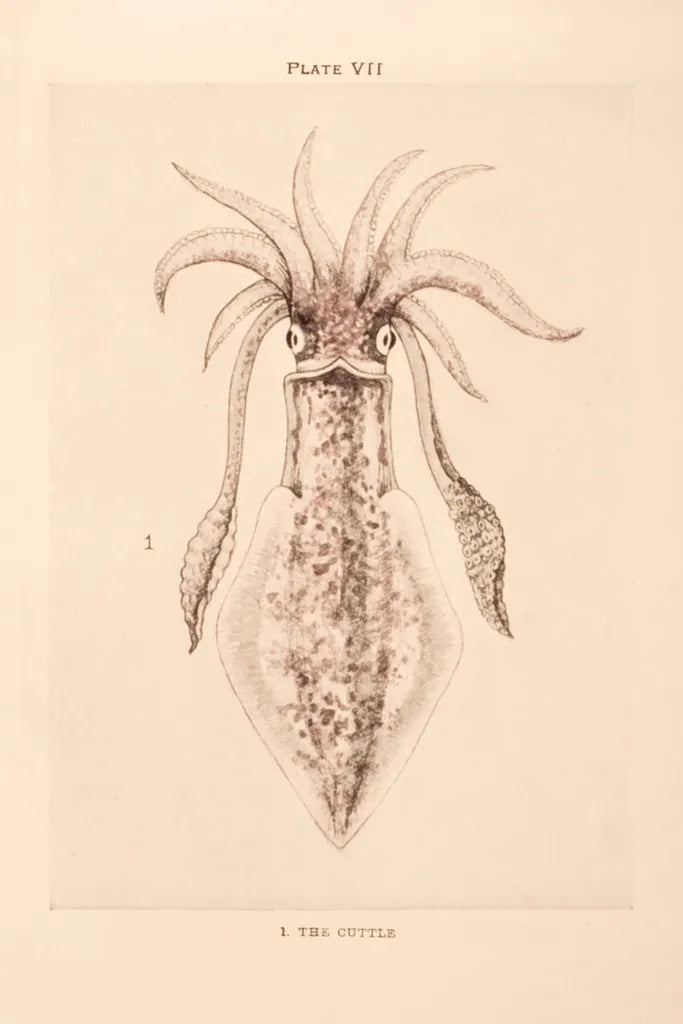 Cuttle Fish by Deborah Revell. SKU 95762h. Archival Giclee Fine art print for wall decor.