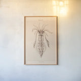 Cuttle Fish by Deborah Revell. shown as a paper print in a natural frame. Available as a archival giclee rolled canvas, fine art paper, or poster print. SKU 95762h.