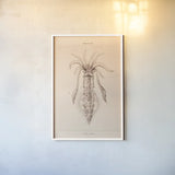Cuttle Fish by Deborah Revell. shown as a paper print in a white frame. Available as a archival giclee rolled canvas, fine art paper, or poster print. SKU 95762h.