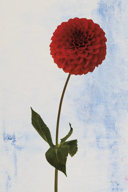 Dahlia I by Deborah Revell. SKU 96171h. Archival Giclee Fine art print for wall decor.