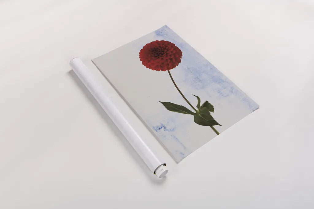 Dahlia I by Deborah Revell. shown as a rolled paper print. Available as archival giclee rolled canvas, fine art paper, or poster print. SKU 96171h.