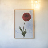 Dahlia I by Deborah Revell. shown as a paper print in a natural frame. Available as a archival giclee rolled canvas, fine art paper, or poster print. SKU 96171h.
