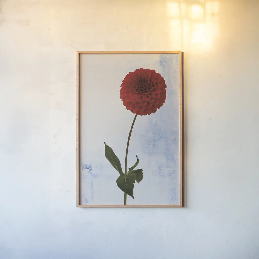 Dahlia I by Deborah Revell. shown as a paper print in a natural frame. Available as a archival giclee rolled canvas, fine art paper, or poster print. SKU 96171h.