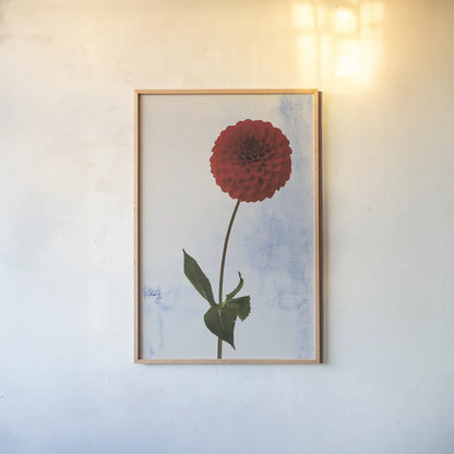 Dahlia I by Deborah Revell. shown as a paper print in a natural frame. Available as a archival giclee rolled canvas, fine art paper, or poster print. SKU 96171h.