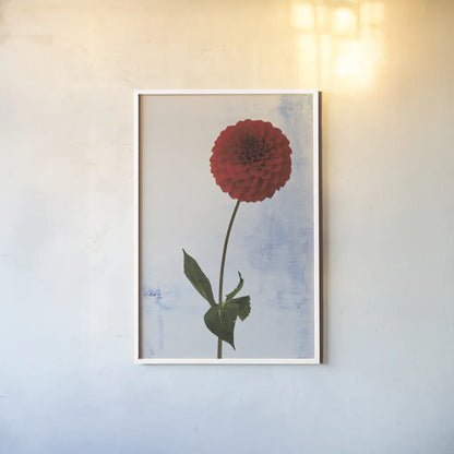 Dahlia I by Deborah Revell. shown as a paper print in a white frame. Available as a archival giclee rolled canvas, fine art paper, or poster print. SKU 96171h.