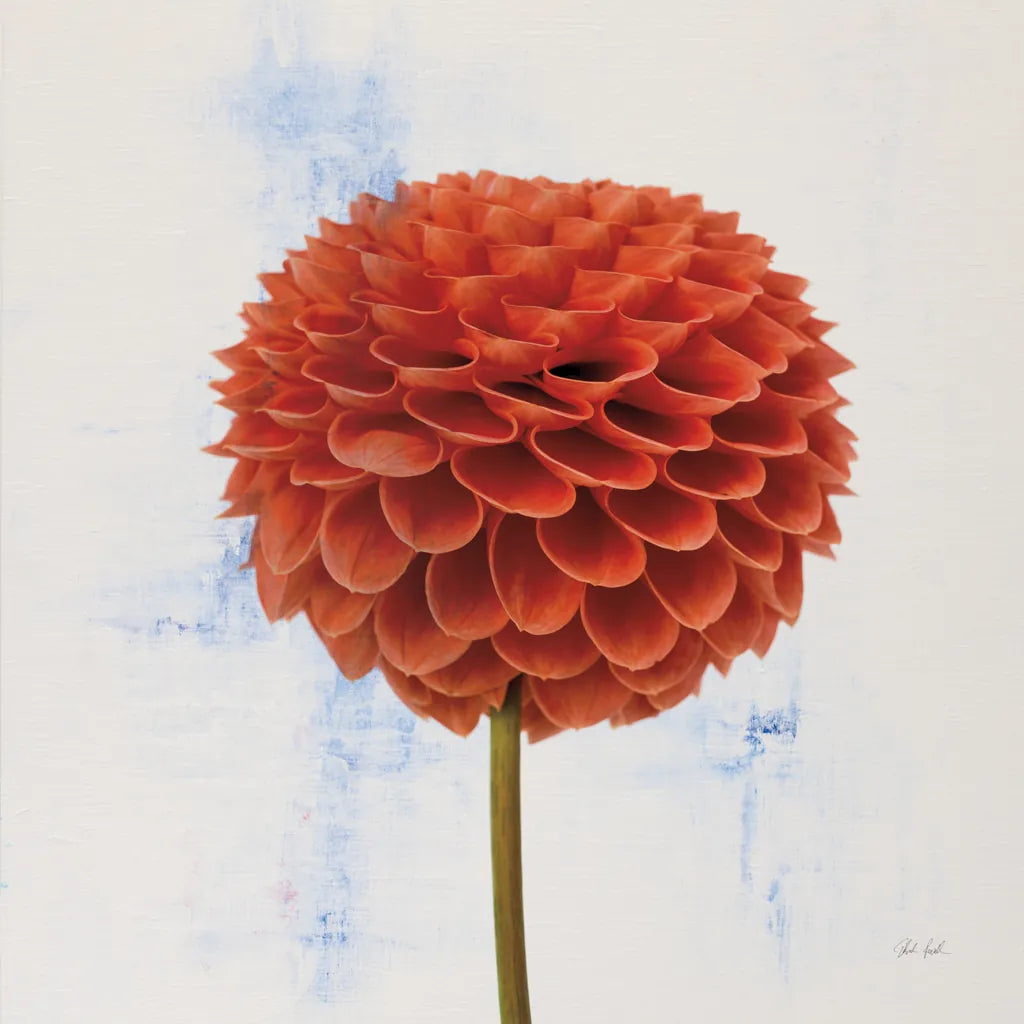 Dahlia II by Deborah Revell. SKU 96172a. Archival Giclee Fine art print for wall decor.