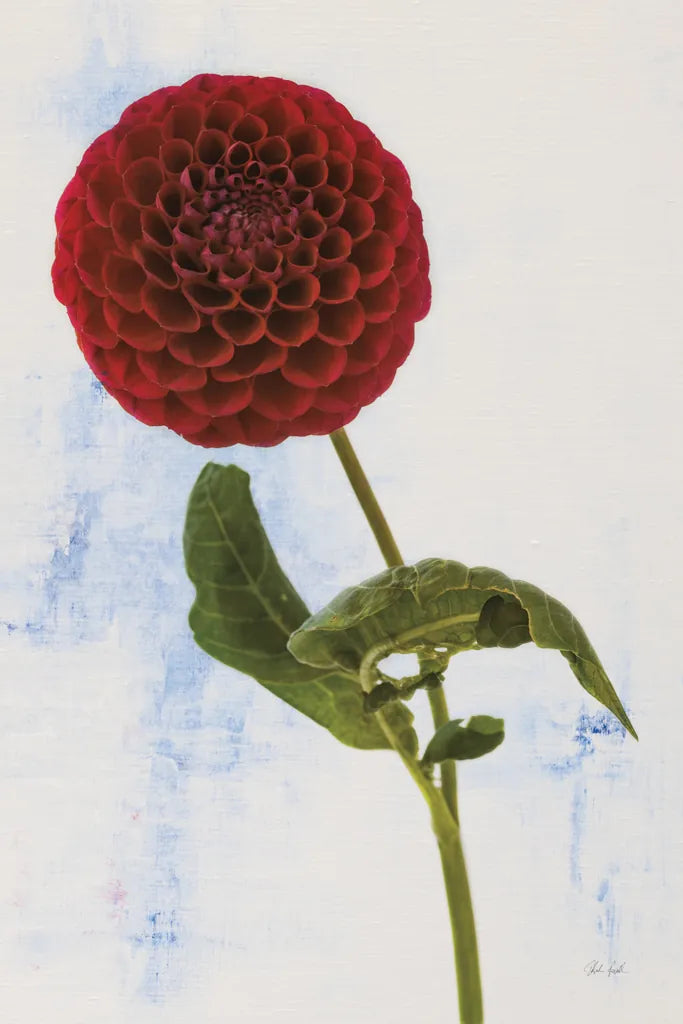 Dahlia III by Deborah Revell. SKU 96173h. Archival Giclee Fine art print for wall decor.