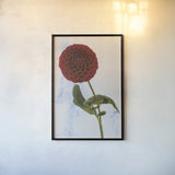 Dahlia III by Deborah Revell. shown as a paper print in a black flame. Available as a archival giclee rolled canvas, fine art paper, or poster print. SKU 96173h.