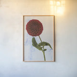 Dahlia III by Deborah Revell. shown as a paper print in a natural frame. Available as a archival giclee rolled canvas, fine art paper, or poster print. SKU 96173h.