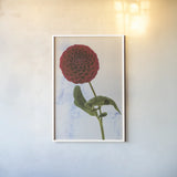 Dahlia III by Deborah Revell. shown as a paper print in a white frame. Available as a archival giclee rolled canvas, fine art paper, or poster print. SKU 96173h.