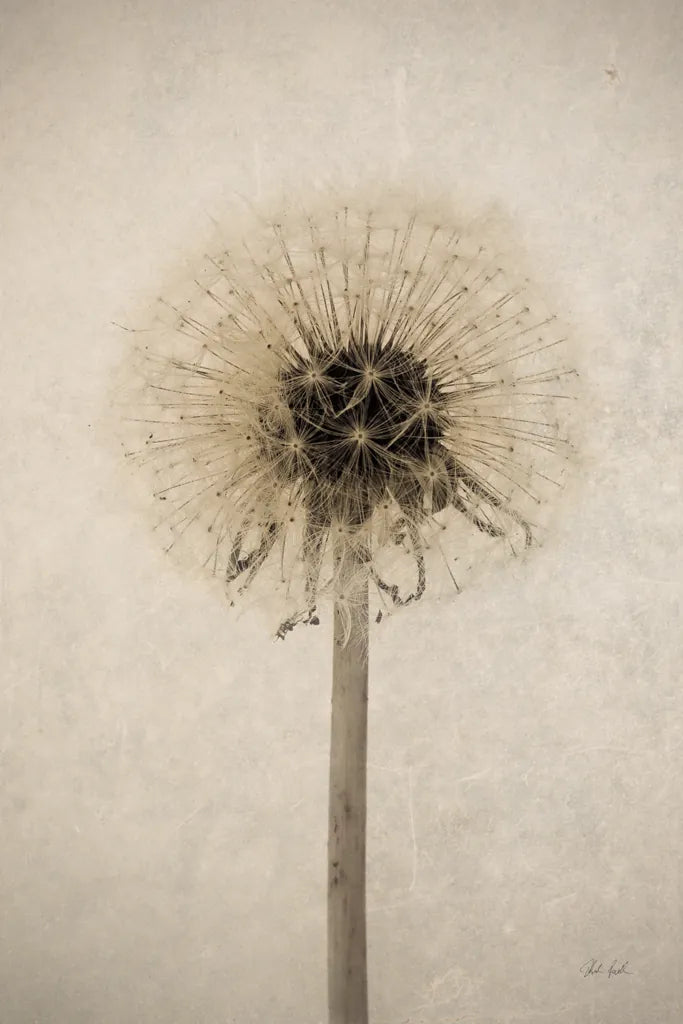 Dandelion by Deborah Revell. SKU 98515h. Archival Giclee Fine art print for wall decor.