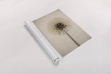 Dandelion by Deborah Revell. shown as a rolled paper print. Available as archival giclee rolled canvas, fine art paper, or poster print. SKU 98515h.