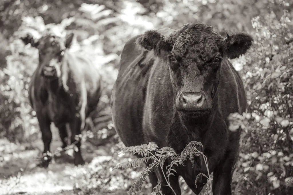 Dartmoor Cattle  by Deborah Revell. SKU 94284i. Archival Giclee Fine art print for wall decor.