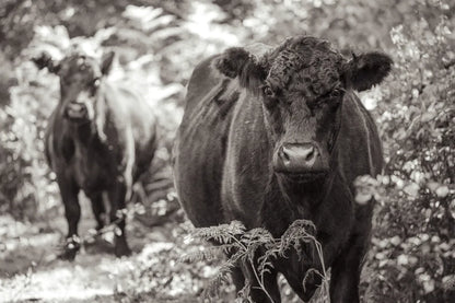 Dartmoor Cattle  by Deborah Revell. SKU 94284i. Archival Giclee Fine art print for wall decor.