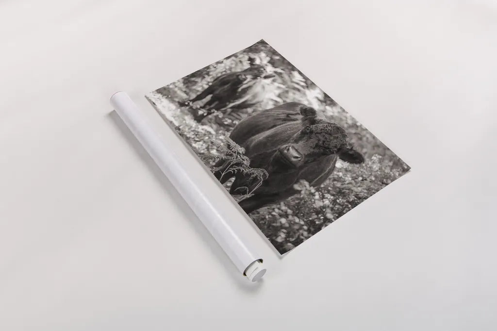 Dartmoor Cattle  by Deborah Revell. shown as a rolled paper print. Available as archival giclee rolled canvas, fine art paper, or poster print. SKU 94284i.