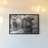 Dartmoor Cattle  by Deborah Revell. shown as a paper print in a black flame. Available as a archival giclee rolled canvas, fine art paper, or poster print. SKU 94284i.