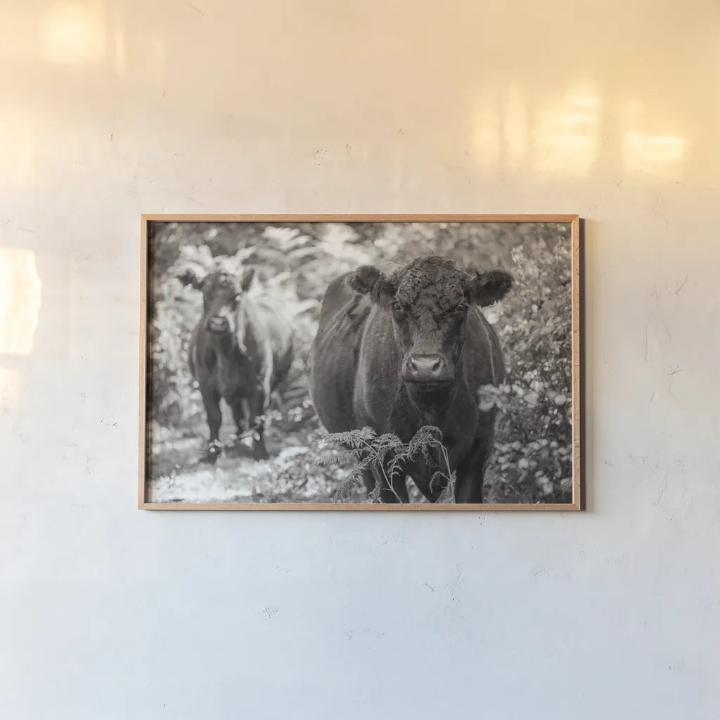 Dartmoor Cattle  by Deborah Revell. shown as a paper print in a natural frame. Available as a archival giclee rolled canvas, fine art paper, or poster print. SKU 94284i.