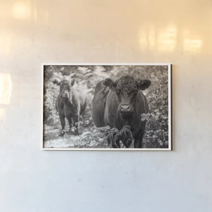 Dartmoor Cattle  by Deborah Revell. shown as a paper print in a white frame. Available as a archival giclee rolled canvas, fine art paper, or poster print. SKU 94284i.
