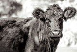 Dartmoor Cow by Deborah Revell. SKU 94285i. Archival Giclee Fine art print for wall decor.