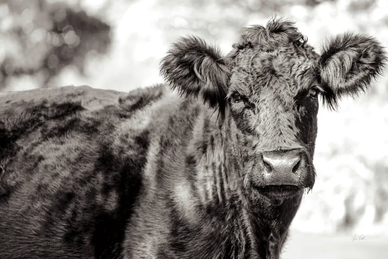 Dartmoor Cow by Deborah Revell. SKU 94285i. Archival Giclee Fine art print for wall decor.