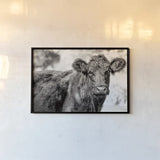 Dartmoor Cow by Deborah Revell. shown as a paper print in a black flame. Available as a archival giclee rolled canvas, fine art paper, or poster print. SKU 94285i.