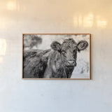 Dartmoor Cow by Deborah Revell. shown as a paper print in a natural frame. Available as a archival giclee rolled canvas, fine art paper, or poster print. SKU 94285i.