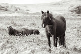 Dartmoor Ponies I by Deborah Revell. SKU 94277i. Archival Giclee Fine art print for wall decor.