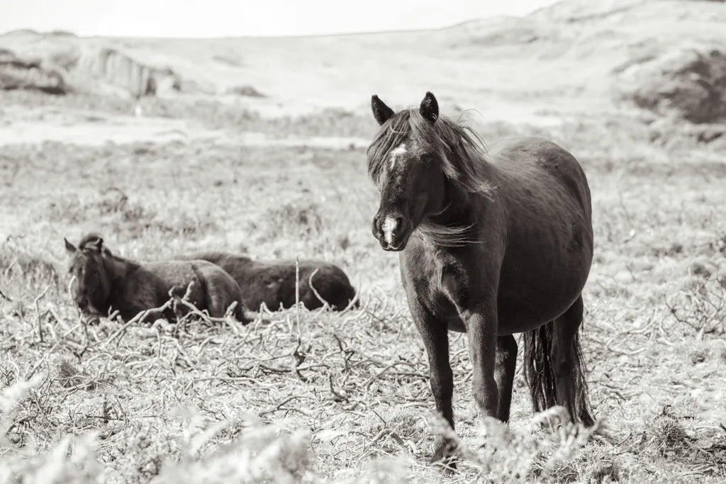 Dartmoor Ponies I by Deborah Revell. SKU 94277i. Archival Giclee Fine art print for wall decor.