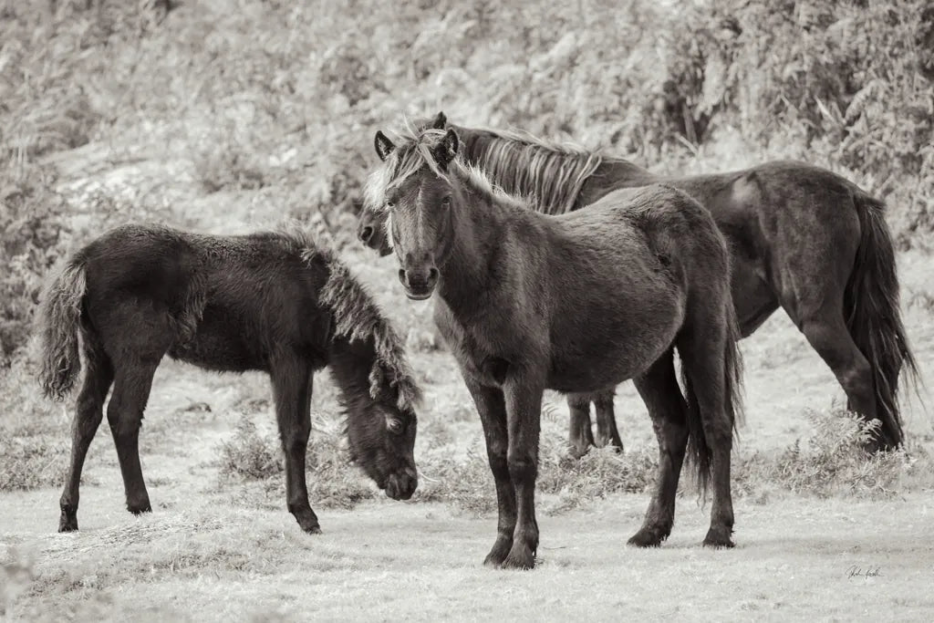 Dartmoor Ponies II by Deborah Revell. SKU 94278i. Archival Giclee Fine art print for wall decor.