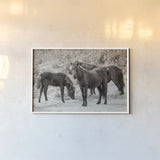 Dartmoor Ponies II by Deborah Revell. shown as a paper print in a white frame. Available as a archival giclee rolled canvas, fine art paper, or poster print. SKU 94278i.