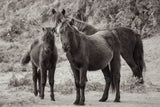 Dartmoor Ponies III by Deborah Revell. SKU 94279i. Archival Giclee Fine art print for wall decor.