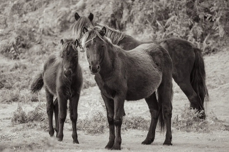 Dartmoor Ponies III by Deborah Revell. SKU 94279i. Archival Giclee Fine art print for wall decor.