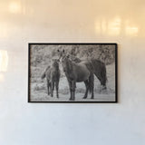 Dartmoor Ponies III by Deborah Revell. shown as a paper print in a black flame. Available as a archival giclee rolled canvas, fine art paper, or poster print. SKU 94279i.