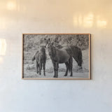 Dartmoor Ponies III by Deborah Revell. shown as a paper print in a natural frame. Available as a archival giclee rolled canvas, fine art paper, or poster print. SKU 94279i.