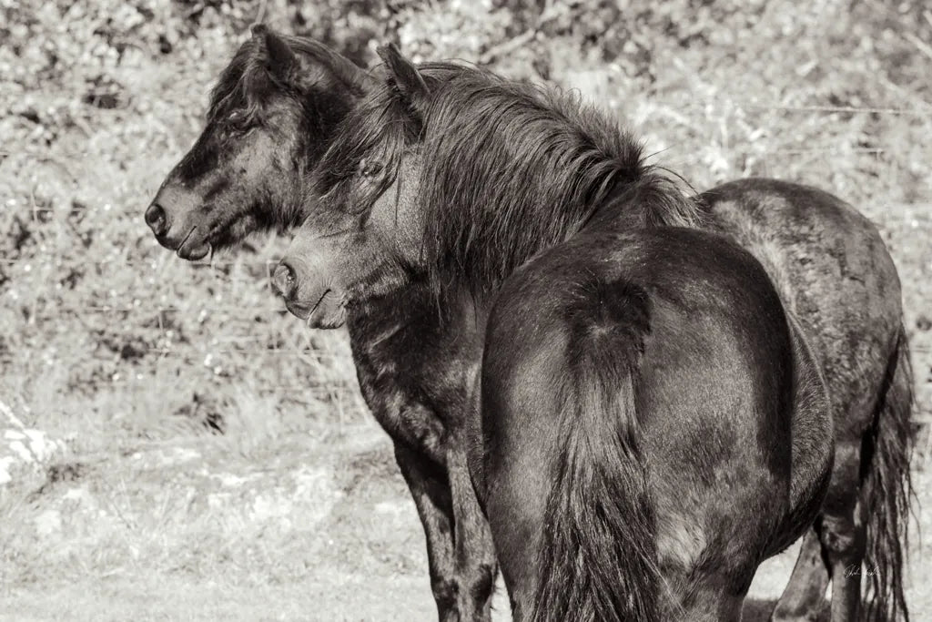 Dartmoor Ponies IV by Deborah Revell. SKU 94280i. Archival Giclee Fine art print for wall decor.
