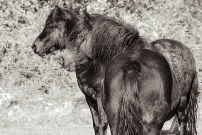 Dartmoor Ponies IV by Deborah Revell. SKU 94280i. Archival Giclee Fine art print for wall decor.