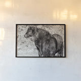 Dartmoor Ponies IV by Deborah Revell. shown as a paper print in a black flame. Available as a archival giclee rolled canvas, fine art paper, or poster print. SKU 94280i.