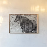 Dartmoor Ponies IV by Deborah Revell. shown as a paper print in a natural frame. Available as a archival giclee rolled canvas, fine art paper, or poster print. SKU 94280i.