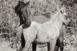 Dartmoor Ponies V by Deborah Revell. SKU 94281i. Archival Giclee Fine art print for wall decor.
