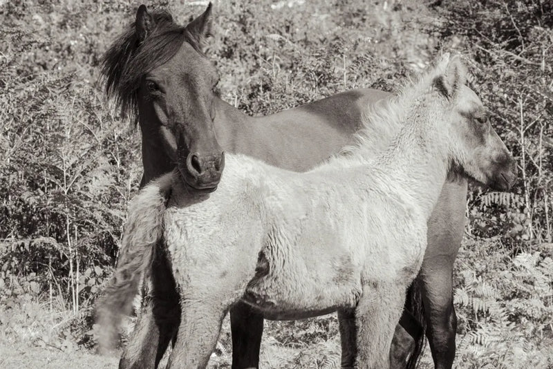 Dartmoor Ponies V by Deborah Revell. SKU 94281i. Archival Giclee Fine art print for wall decor.