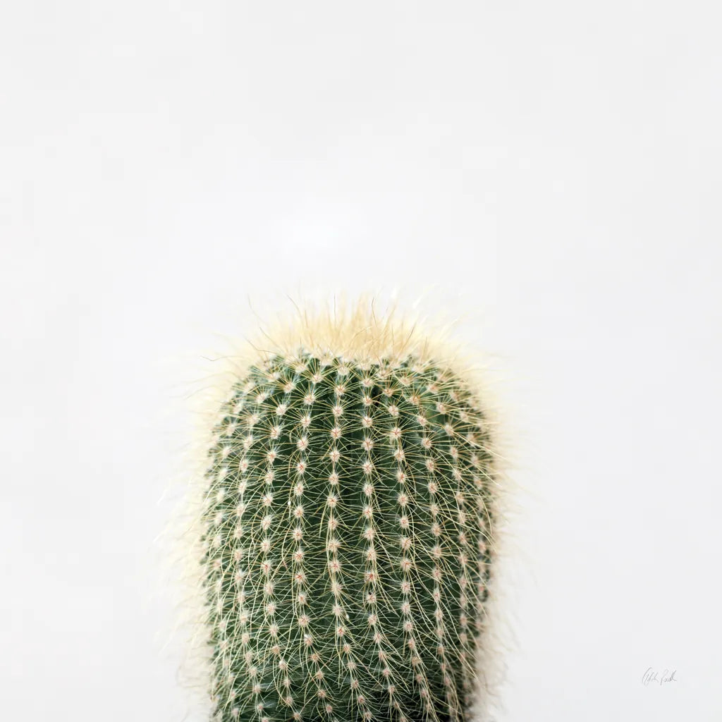 Desert Treasures I by Deborah Revell. SKU 94579a. Archival Giclee Fine art print for wall decor.