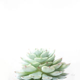 Desert Treasures II by Deborah Revell. SKU 94580a. Archival Giclee Fine art print for wall decor.