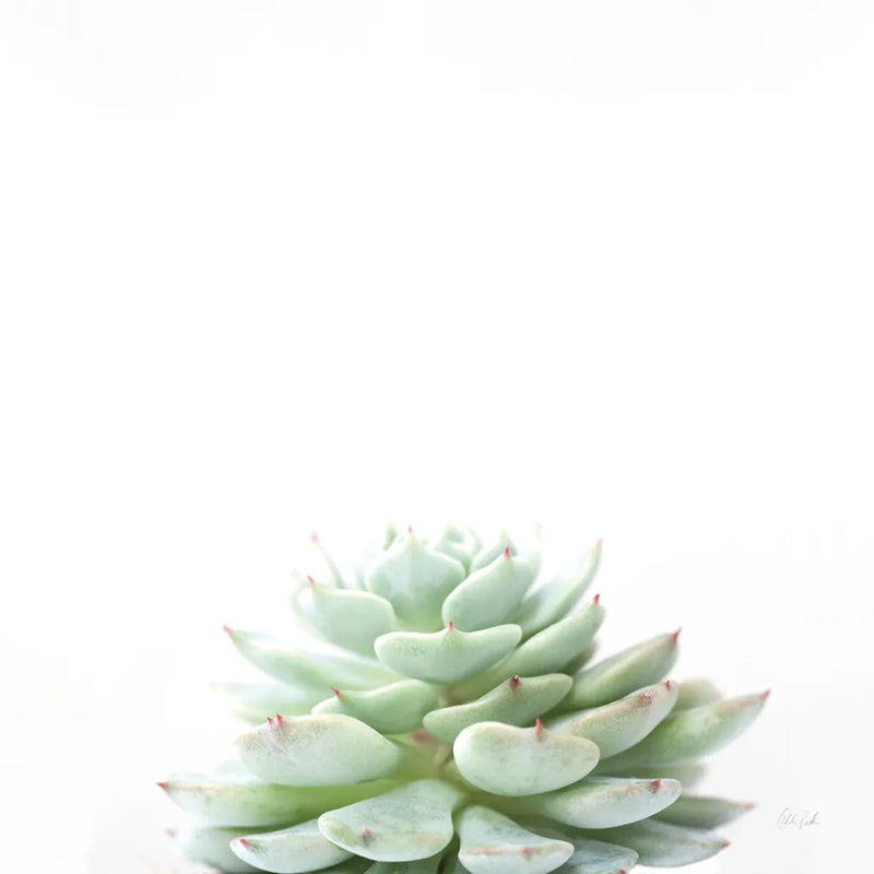 Desert Treasures II by Deborah Revell. SKU 94580a. Archival Giclee Fine art print for wall decor.