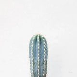 Desert Treasures III by Deborah Revell. SKU 94581a. Archival Giclee Fine art print for wall decor.