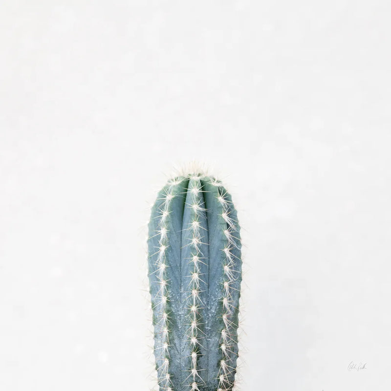 Desert Treasures III by Deborah Revell. SKU 94581a. Archival Giclee Fine art print for wall decor.